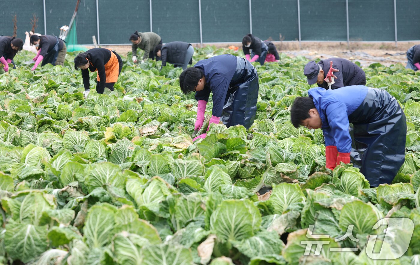 본문 이미지 - 24일 오전 경기 의왕시 청계사 인근의 한 배추밭에서 신도들과 자원봉사자들이 김장용 배추를 수확하고 있다. 2025.11.24/뉴스1 ⓒ News1 김영운 기자