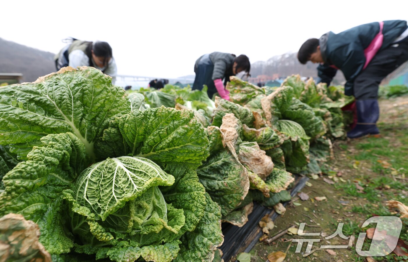 본문 이미지 - 24일 오전 경기 의왕시 청계사 인근의 한 배추밭에서 신도들과 자원봉사자들이 김장용 배추를 수확하고 있다. 2025.11.24/뉴스1 ⓒ News1 김영운 기자