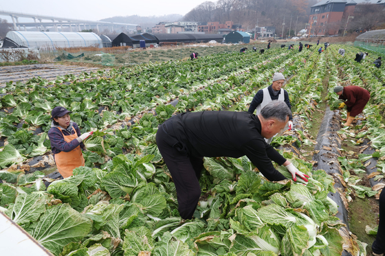 올해 가을배추 생산량 12%↓…"잦은 강우로 작황 악화"