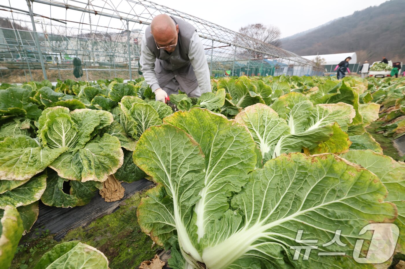 본문 이미지 - 24일 오전 경기 의왕시 청계사 인근의 한 배추밭에서 신도들과 자원봉사자들이 김장용 배추를 수확하고 있다. 2025.11.24/뉴스1 ⓒ News1 김영운 기자