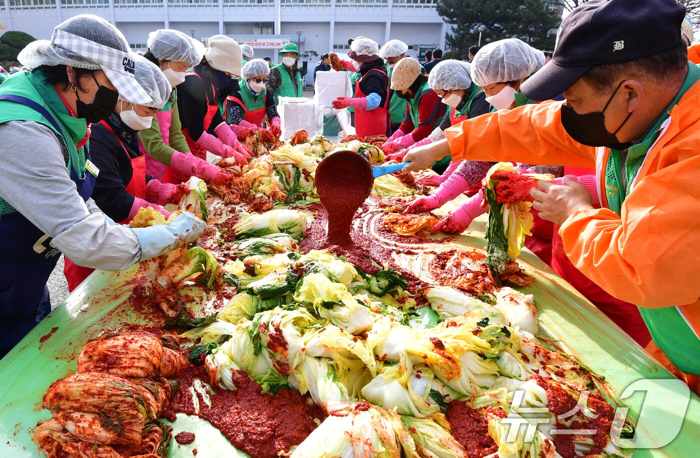 본문 이미지 - 24일 경북 포항실내체육관 앞에서 열린 2025 포항시새마을회 사랑의김장담그기 행사에서 새마을회원들이 배추를 버무리고 있다. 2025.11.24/뉴스1 ⓒ News1 최창호 기자