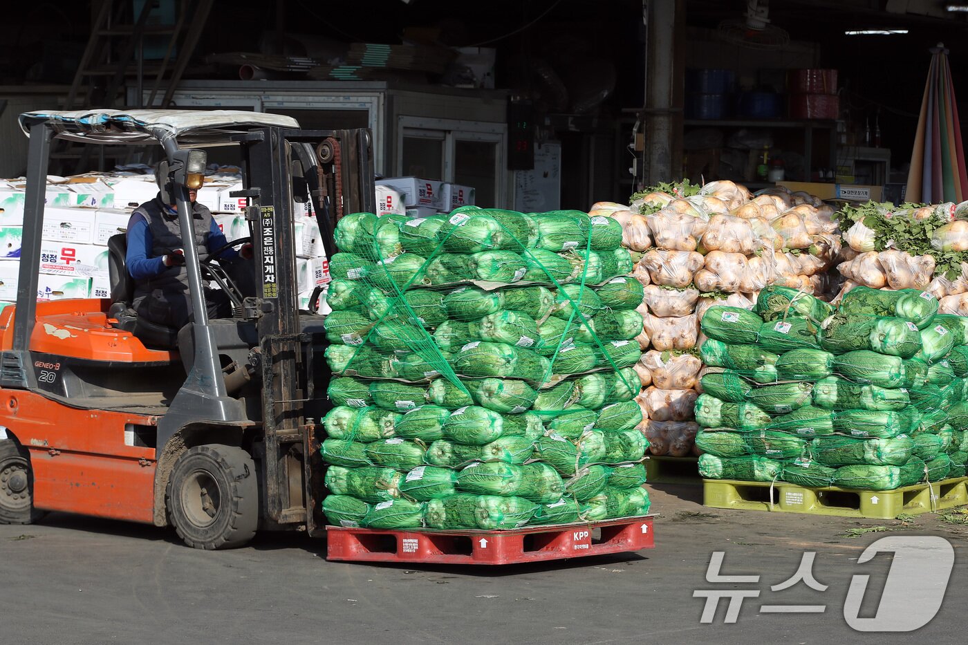 본문 이미지 - 24일 본격적인 김장철을 맞아 대구 북구 매천동 대구농수산물도매시장에서 한 상인이 수북이 쌓인 무·배추 등 김장 재료를 지게차로 옮기고 있다. 2025.11.24/뉴스1 ⓒ News1 공정식 기자