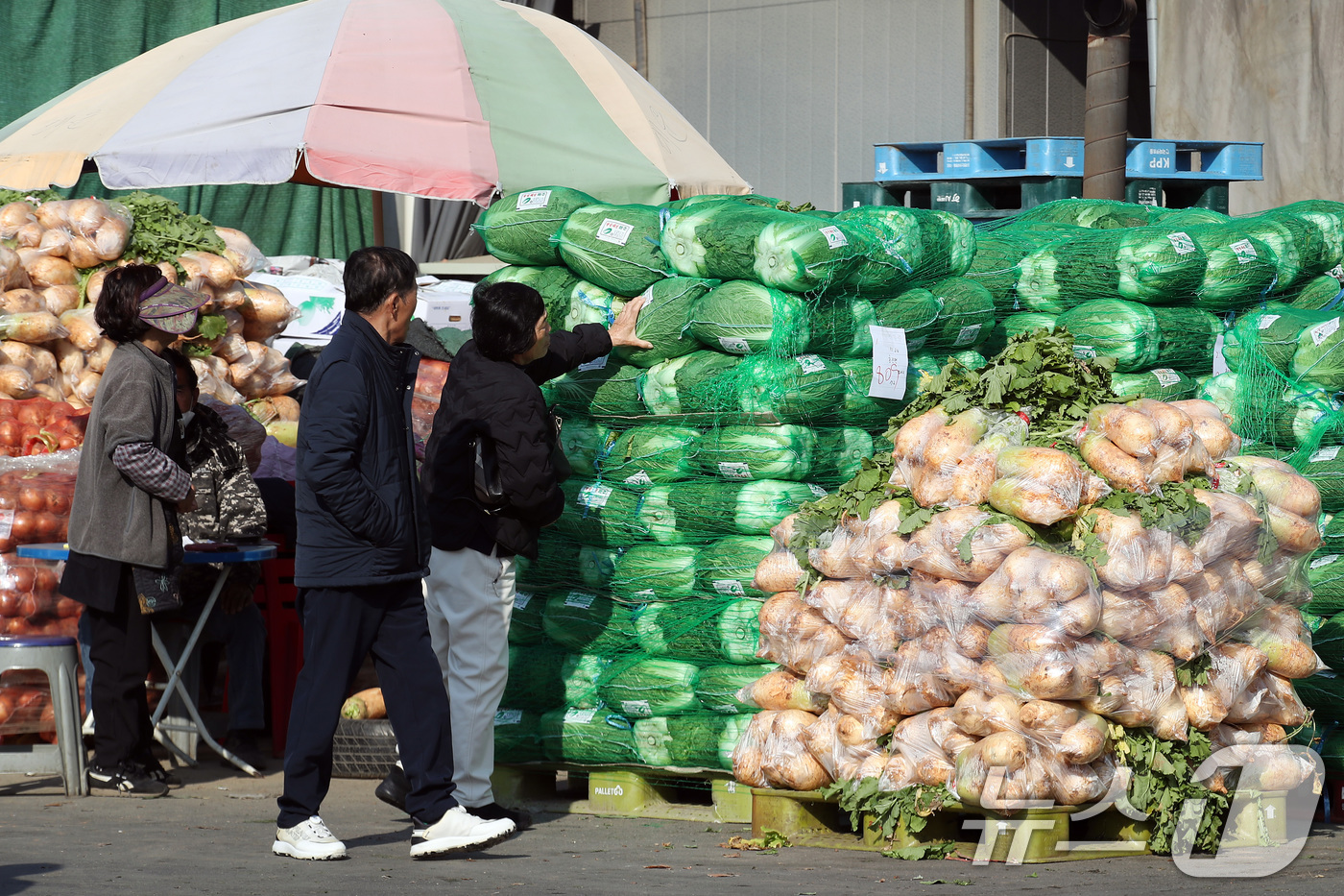 (대구=뉴스1) 공정식 기자 = 24일 본격적인 김장철을 맞아 대구 북구 매천동 대구농수산물도매시장에 무·배추 등 김장 재료를 사려는 발길이 이어지고 있다. 2025.11.24/뉴 …