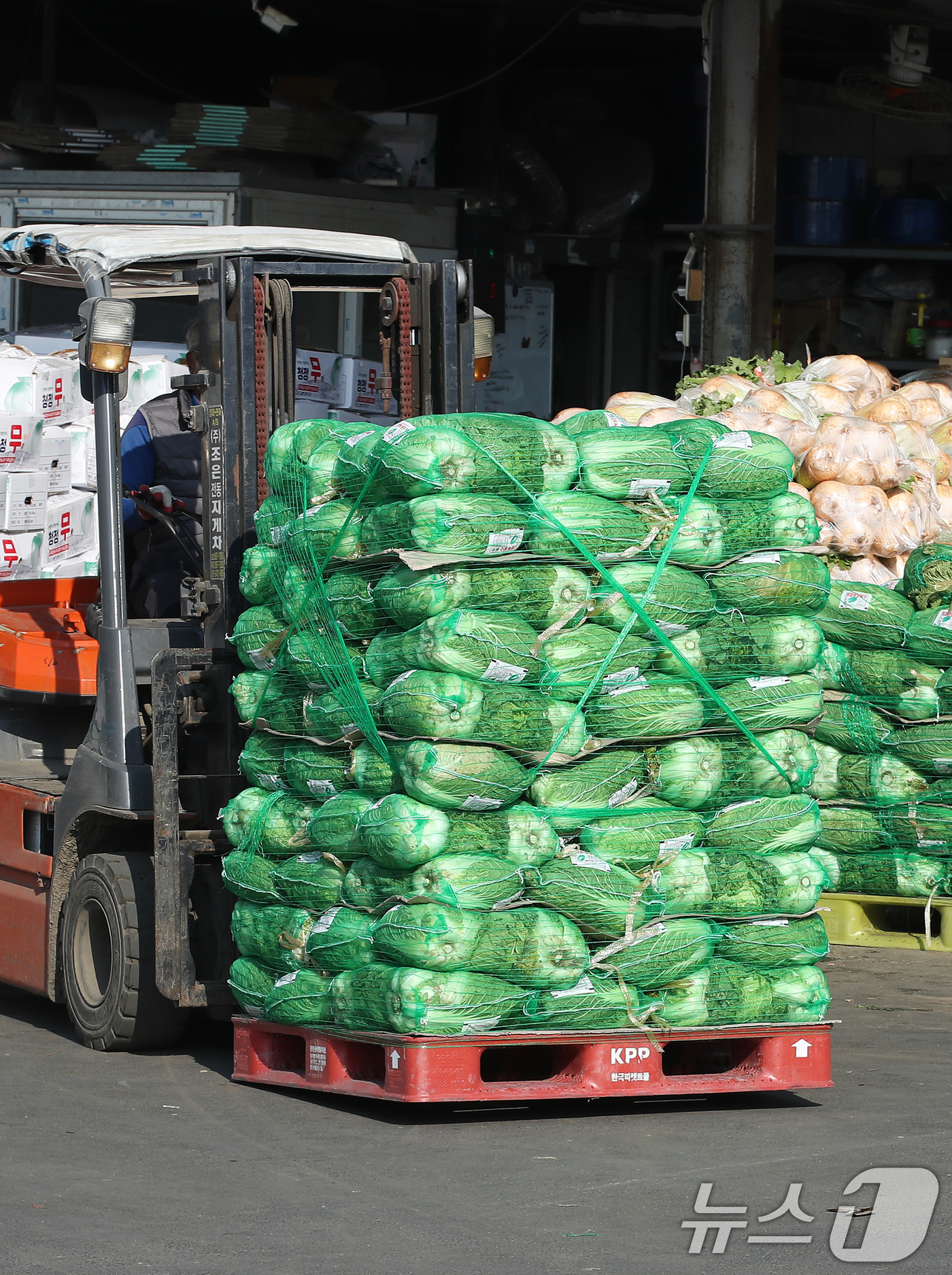 (대구=뉴스1) 공정식 기자 = 24일 본격적인 김장철을 맞아 대구 북구 매천동 대구농수산물도매시장에서 한 상인이 수북이 쌓인 무·배추 등 김장 재료를 지게차로 옮기고 있다. 20 …