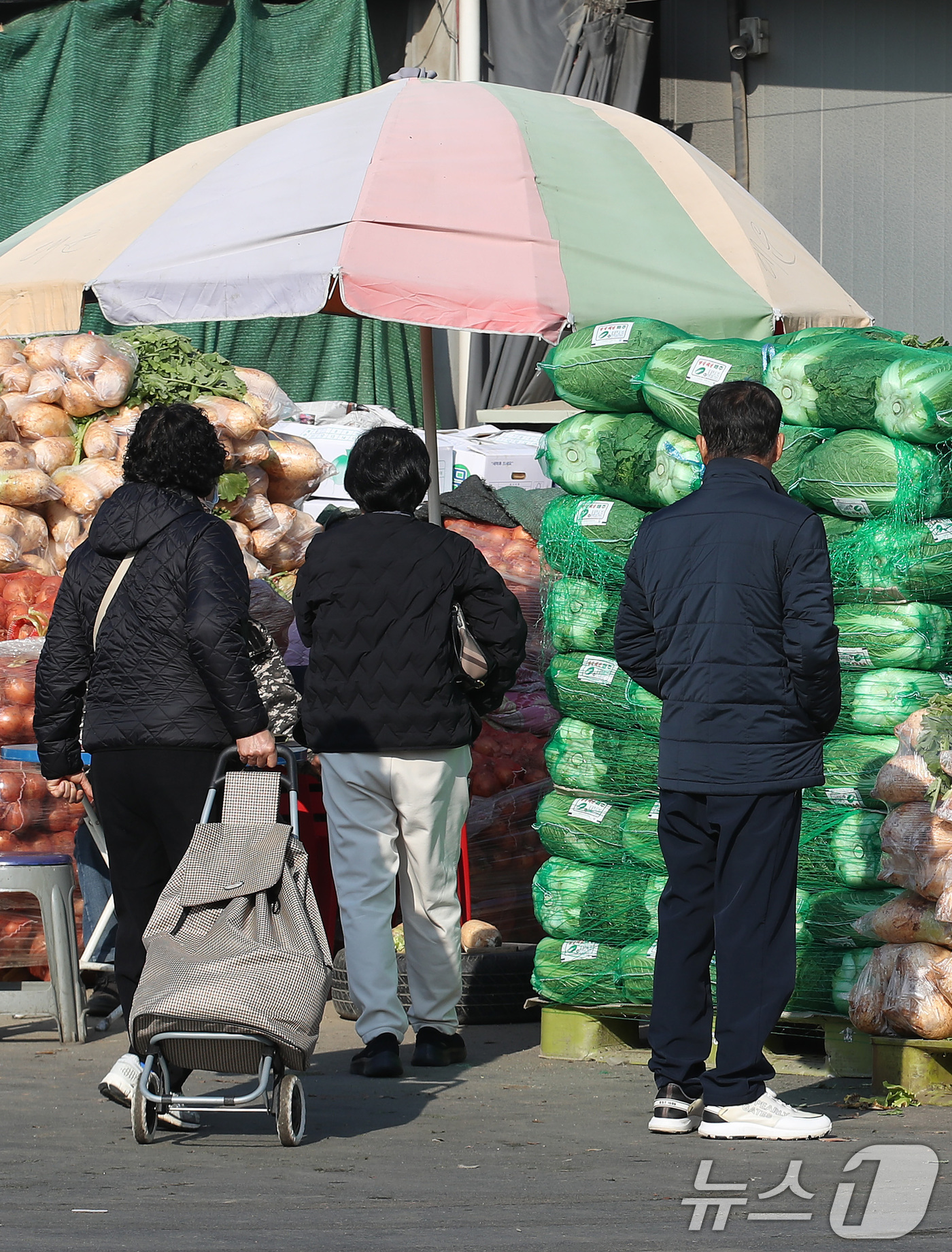 (대구=뉴스1) 공정식 기자 = 24일 본격적인 김장철을 맞아 대구 북구 매천동 대구농수산물도매시장에 무·배추 등 김장 재료가 수북이 쌓여 있다. 2025.11.24/뉴스1