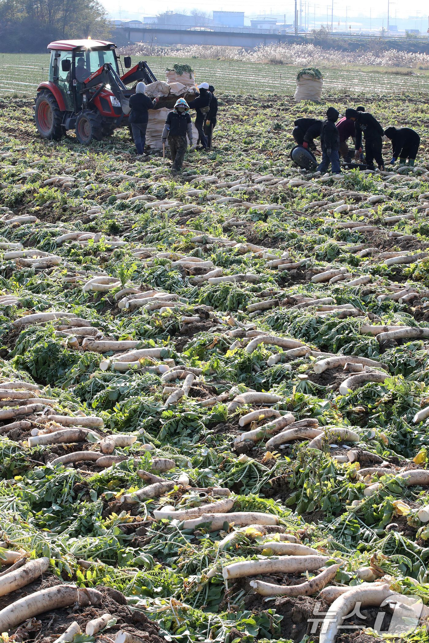 (고령=뉴스1) 공정식 기자 = 24일 오후 경북 고령군 개진면 들녘에서 농민과 외국인 계절근로자들이 비 소식을 앞두고 부지런히 단무지용 무를 수확하고 있다.수확한 무는 단무지 생 …