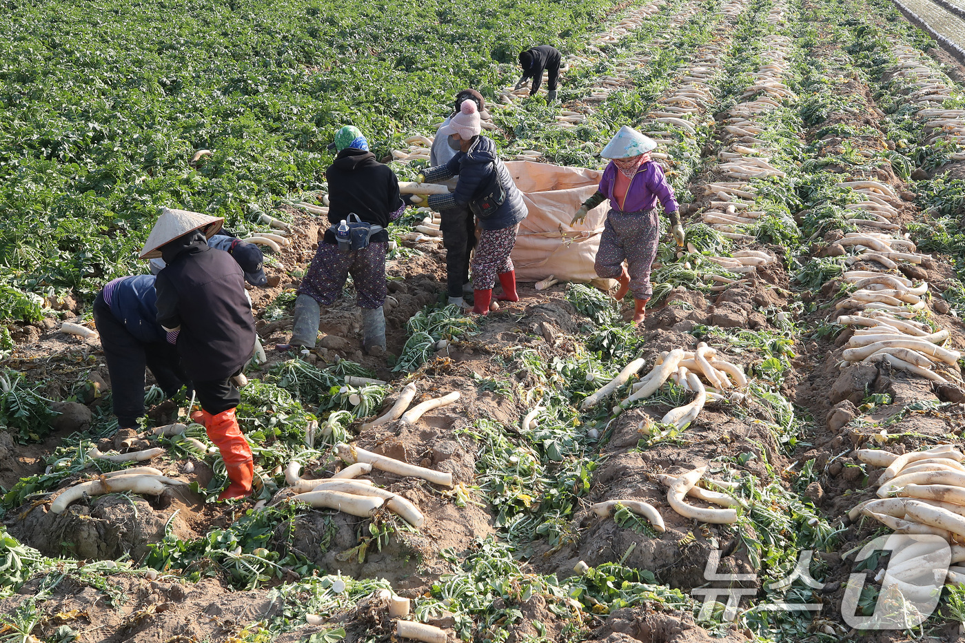 (고령=뉴스1) 공정식 기자 = 24일 오후 경북 고령군 개진면 들녘에서 농민과 외국인 계절근로자들이 비 소식을 앞두고 부지런히 단무지용 무를 수확하고 있다.수확한 무는 단무지 생 …