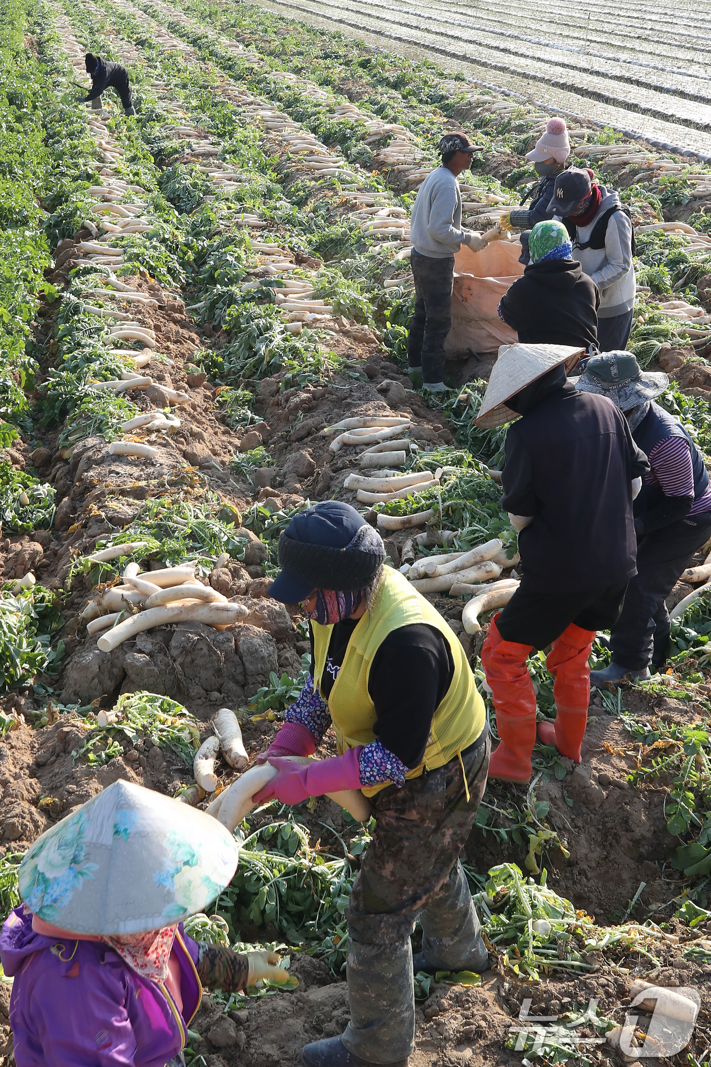 (고령=뉴스1) 공정식 기자 = 24일 오후 경북 고령군 개진면 들녘에서 농민과 외국인 계절근로자들이 비 소식을 앞두고 부지런히 단무지용 무를 수확하고 있다.수확한 무는 단무지 생 …