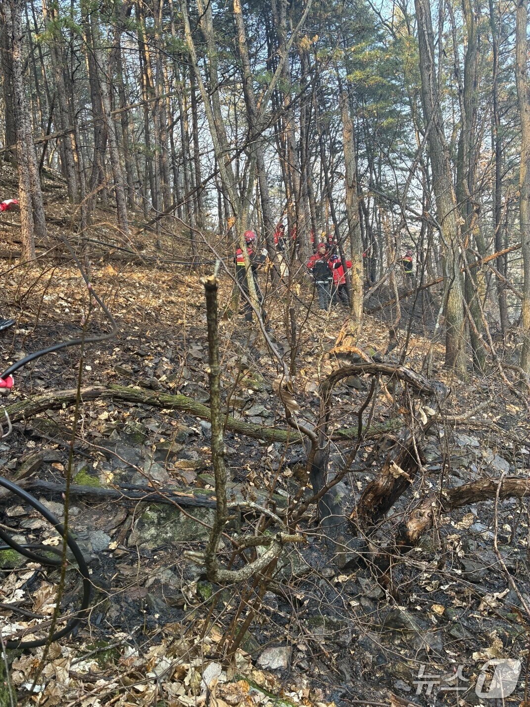 본문 이미지 - 잔불 정리.(단양소방서 제공, 재판매 및 DB금지)/뉴스1    