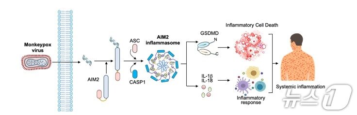 본문 이미지 - 원숭이두창바이러스 감염시 AIM2 단백질 센서가 염증반응을 유도하는 과정&#40;질병청 제공&#41;