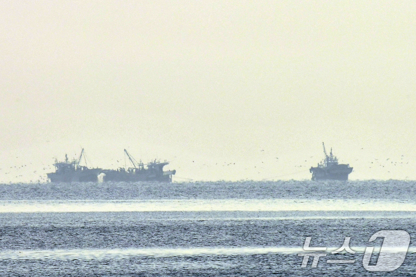 (포항=뉴스1) 최창호 기자 = 25일 오전 경북 포항시 송도해수욕장 앞 바다에서 멸치잡이 어선들이 작업에 한창이다. 2025.11.25/뉴스1