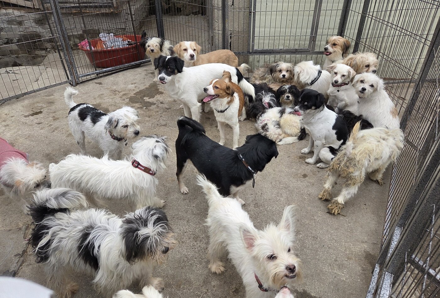 본문 이미지 - 서울 노원구의 한 단독 주택에 갇혀 살던 개들이 구조를 기다리고 있다. ⓒ 뉴스1 한송아 기자