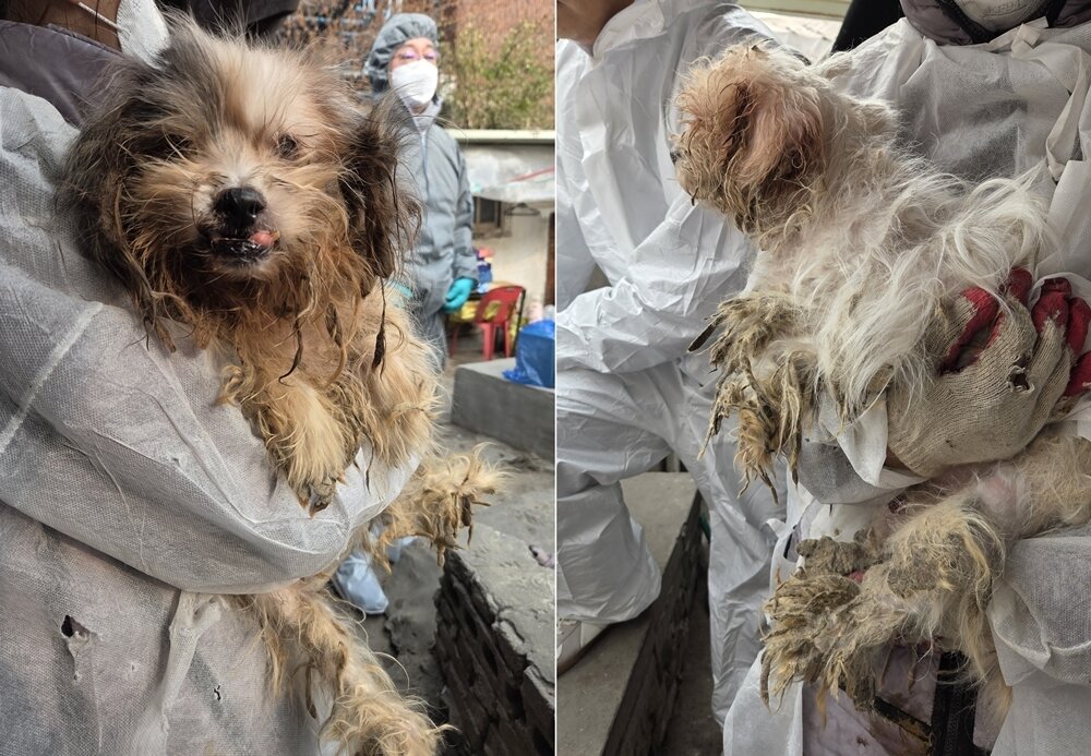 본문 이미지 - 마지막에 구조된 두 마리 노견의 모습 ⓒ 뉴스1 한송아 기자