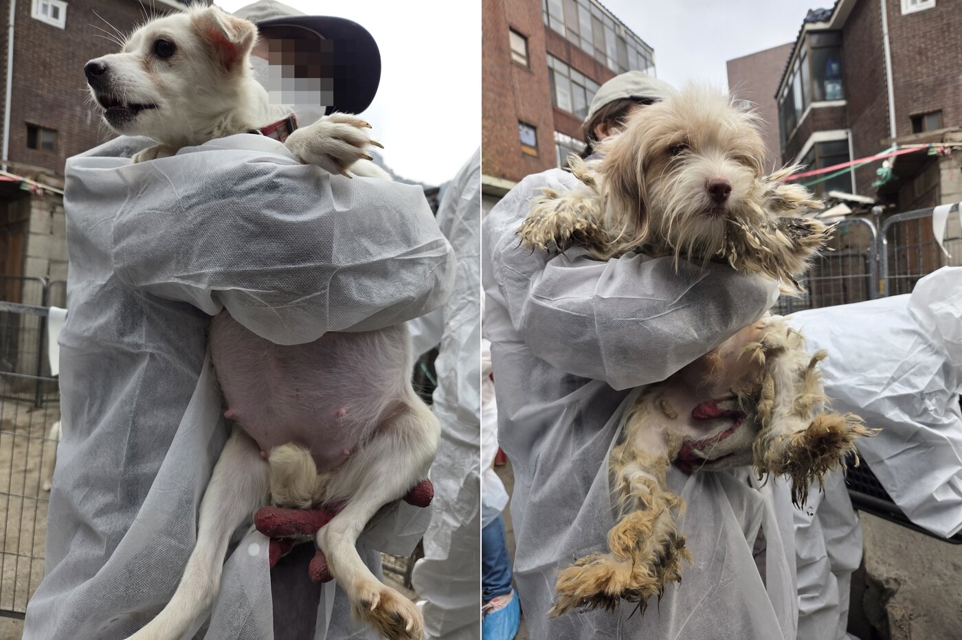 본문 이미지 - 만삭 상태로 구조된 개(왼쪽)와 누더기 털옷을 입고 있는 개 ⓒ 뉴스1 한송아 기자