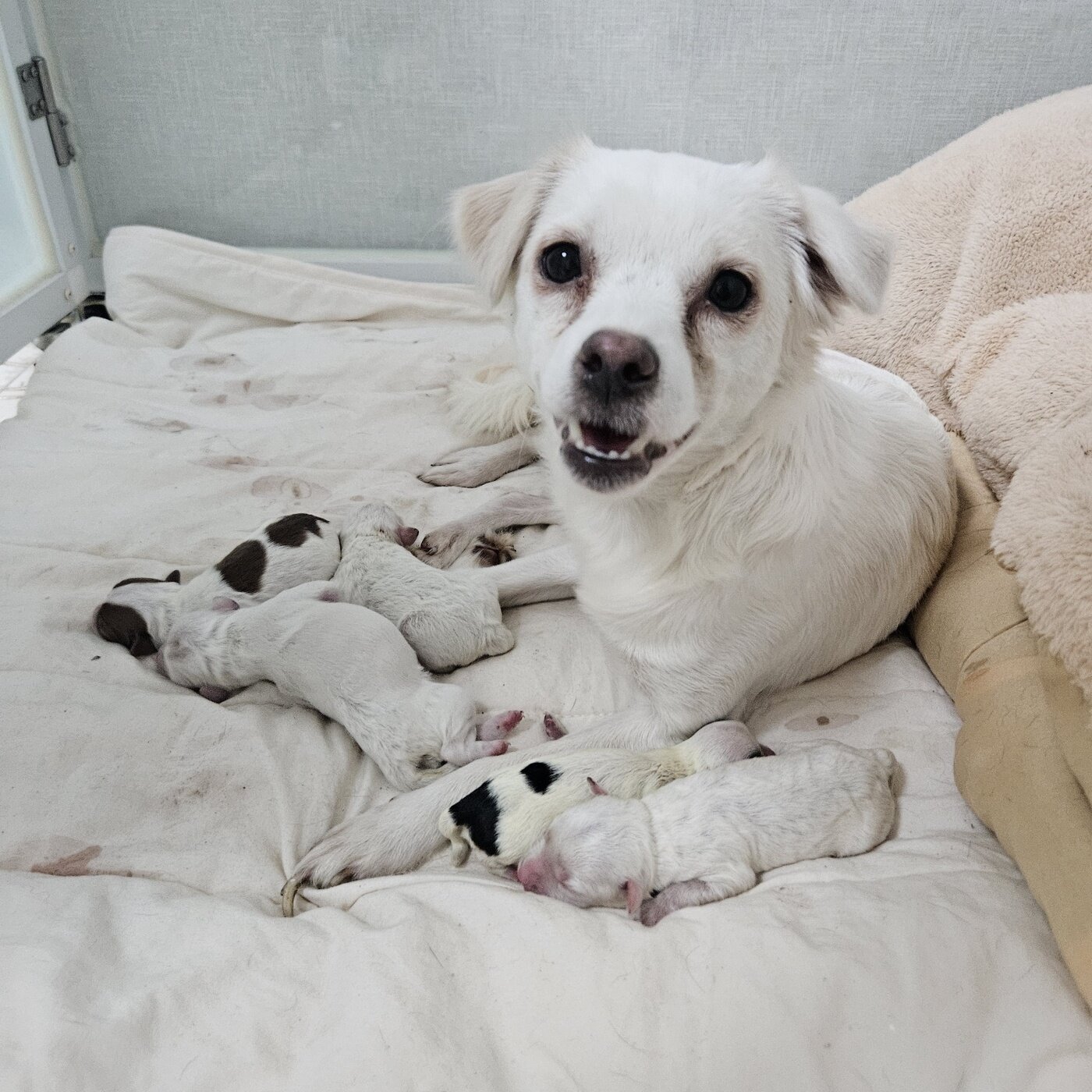 본문 이미지 - 1차 구조 시 발견된 어미와 새끼들. 동물과 함께 행복한 세상에서 보호 중이다(동행 제공). ⓒ 뉴스1