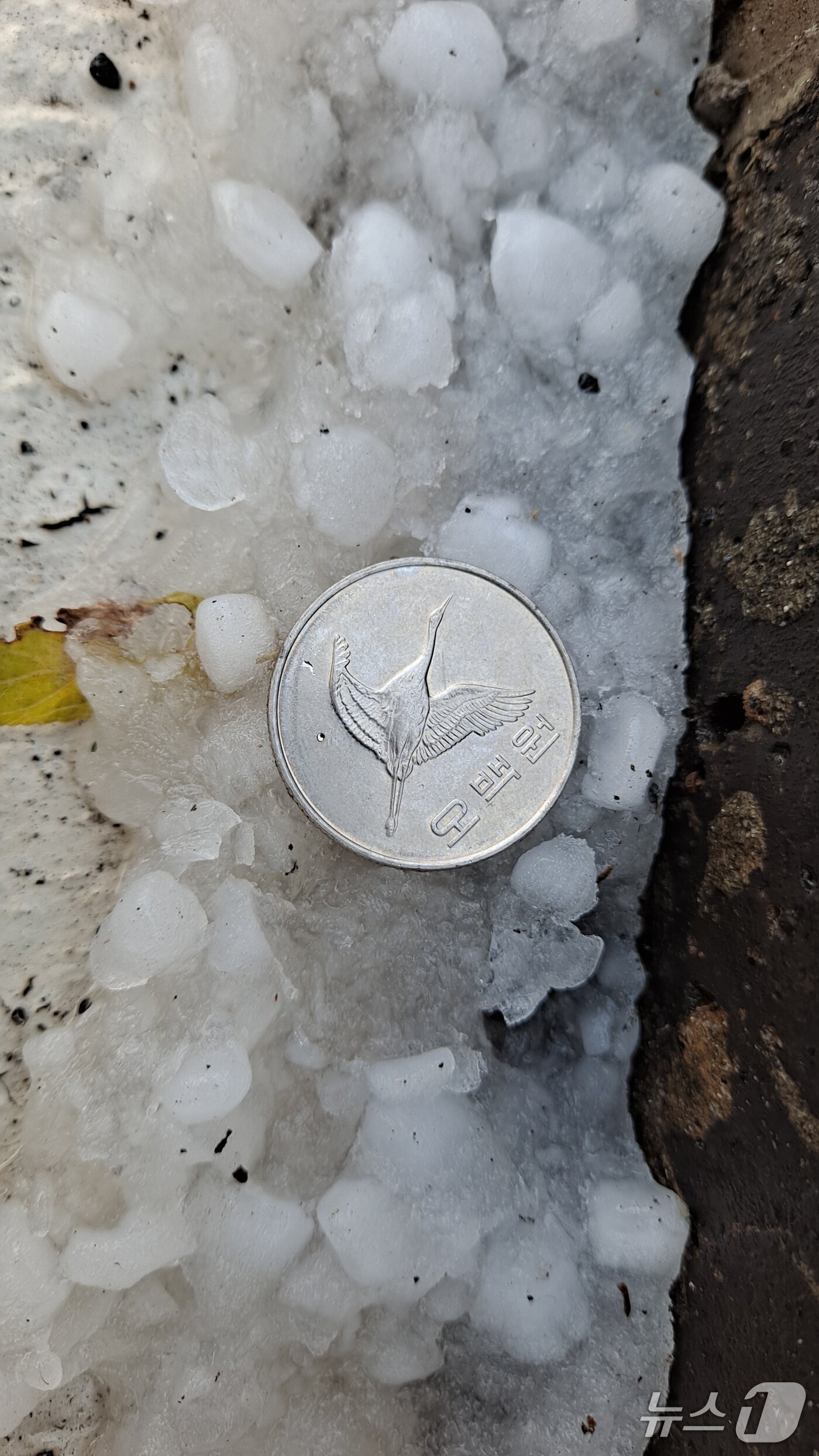 본문 이미지 - 제주시 노형동에서 관측된 싸락우박.(독자제공. 재판매 및 DB 금지)/뉴스1 