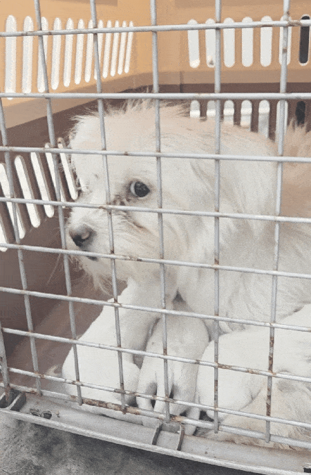 본문 이미지 - 지난 24일 서울 노원구 애니멀 호딩 현장에서 구조된 어미와 새끼들 ⓒ 뉴스1 한송아 기자