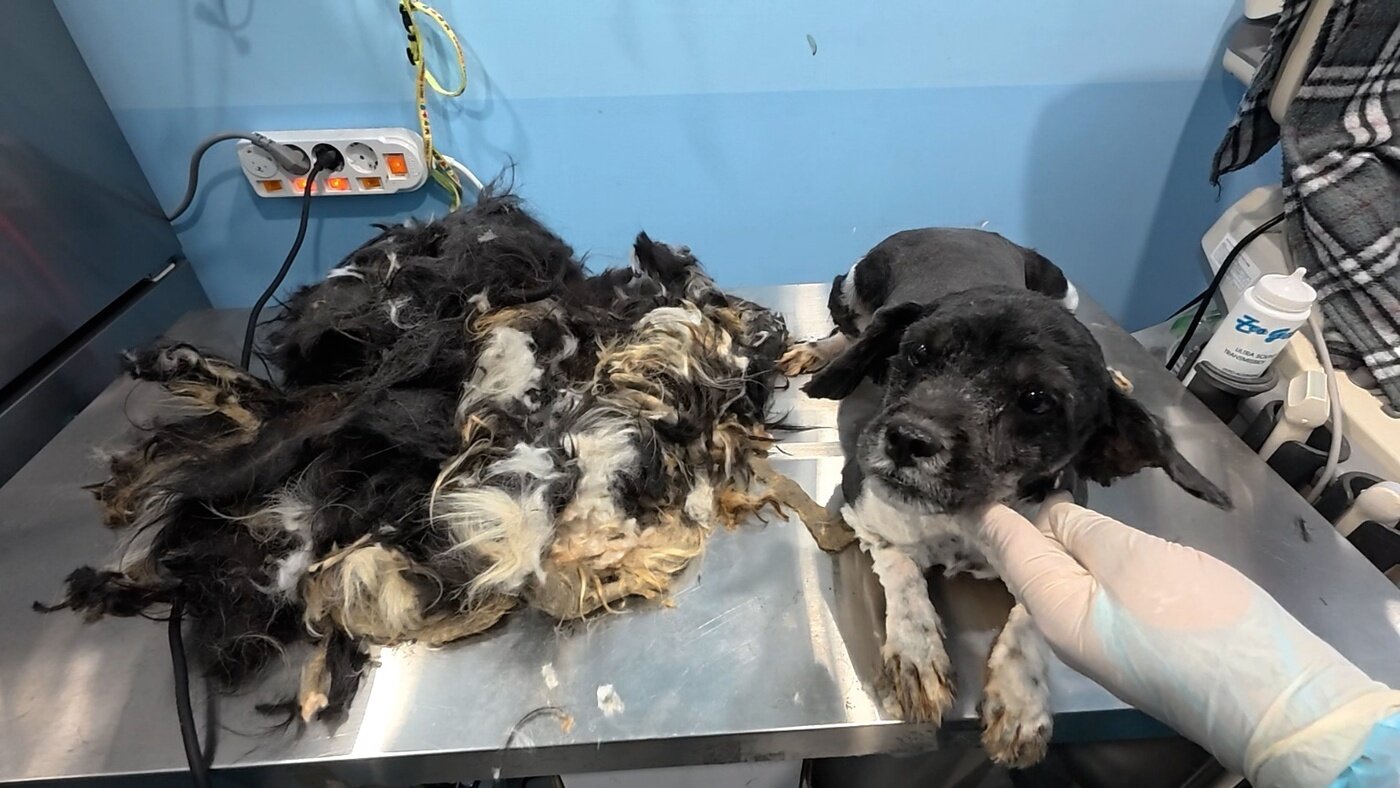 본문 이미지 - 미용 봉사로 누더기 털옷을 벗은 강아지(서울시 제공) ⓒ 뉴스1