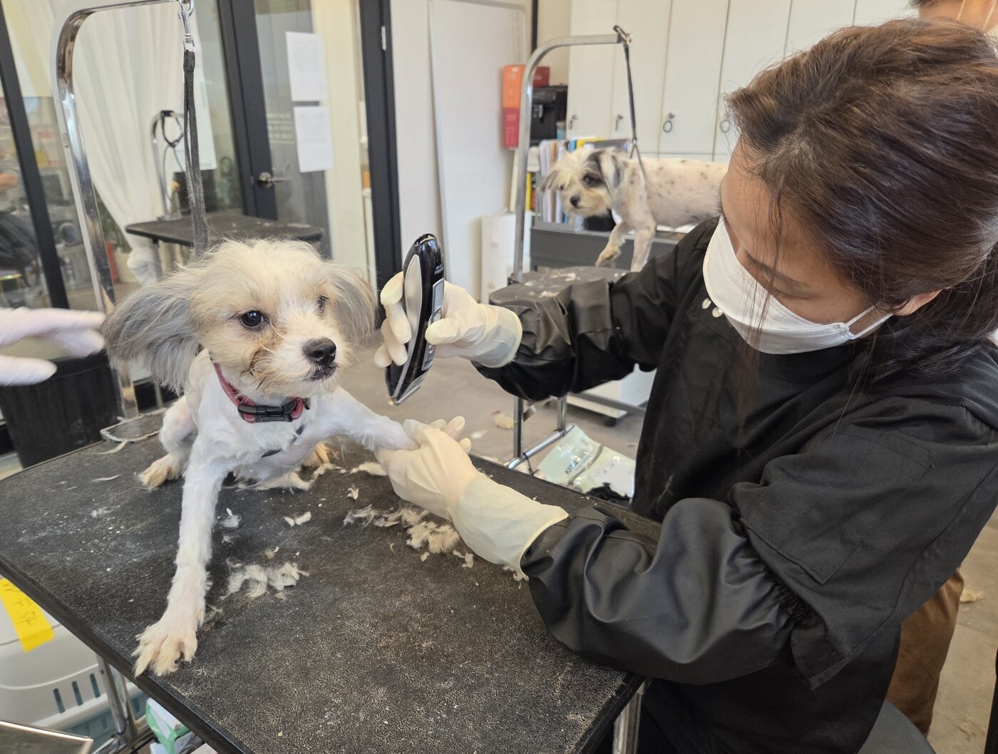 본문 이미지 - 장정은 위즈펫 애견미용학원 원장이 노원구 애니멀 호딩 구조견 미용 봉사에 참여하고 있다. ⓒ 뉴스1 한송아 기자