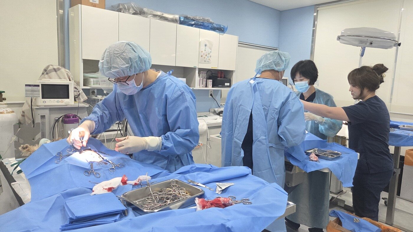 본문 이미지 - 서울동물복지지원센터에서 구조견들의 중성화 수술이 진행되고 있다(서울시 제공). ⓒ 뉴스1