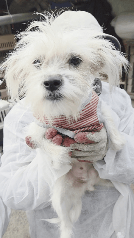 본문 이미지 - 지난 24일 구조된 강아지. 노원구에서 구조된 개들 대부분이 순하다. ⓒ 뉴스1 한송아 기자