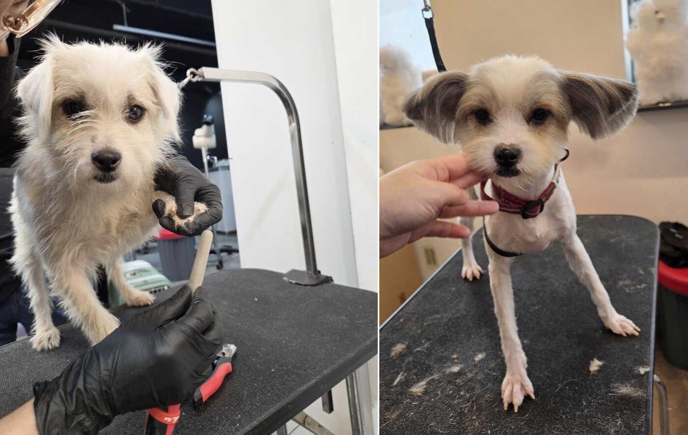 본문 이미지 - 미용 받고 새 삶을 기다리는 구조견들 ⓒ 뉴스1