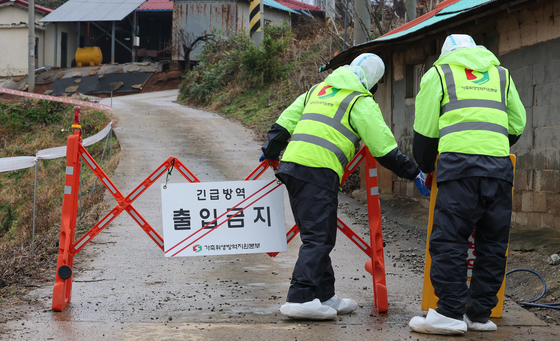 경기 화성서 ASF 발생…1100마리 사육 돼지 살처분