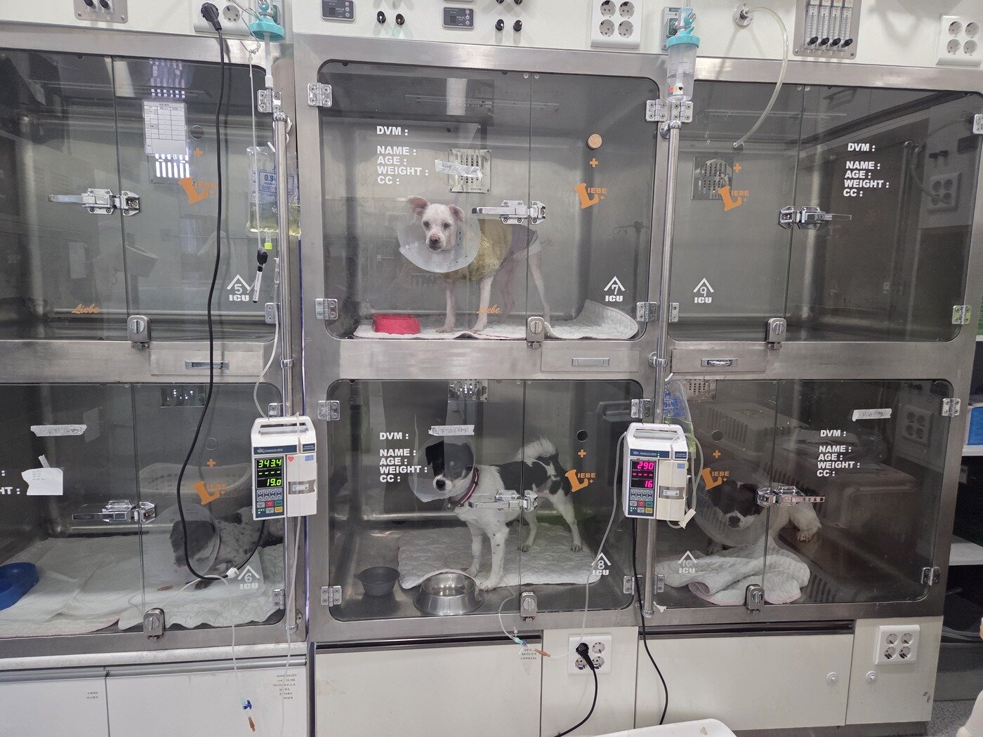 본문 이미지 - 로얄동물메디컬센터 본원으로 이동된 구조견들이 중성화 수술을 마치고 회복하고 있다. ⓒ 뉴스1 한송아 기자