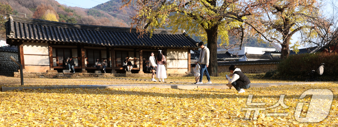 (전주=뉴스1) 유경석 기자 = 26일 전북 전주시 전주향교를 찾은 시민과 관광객들이 떨어진 은행나무 낙엽을 보며 늦가을 정취를 만끽하고 있다. 2025.11.26/뉴스1