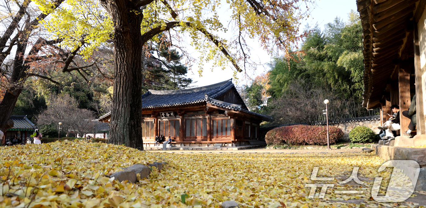 (전주=뉴스1) 유경석 기자 = 26일 전북 전주시 전주향교를 찾은 시민과 관광객들이 떨어진 은행나무 낙엽을 보며 늦가을 정취를 만끽하고 있다. 2025.11.26/뉴스1