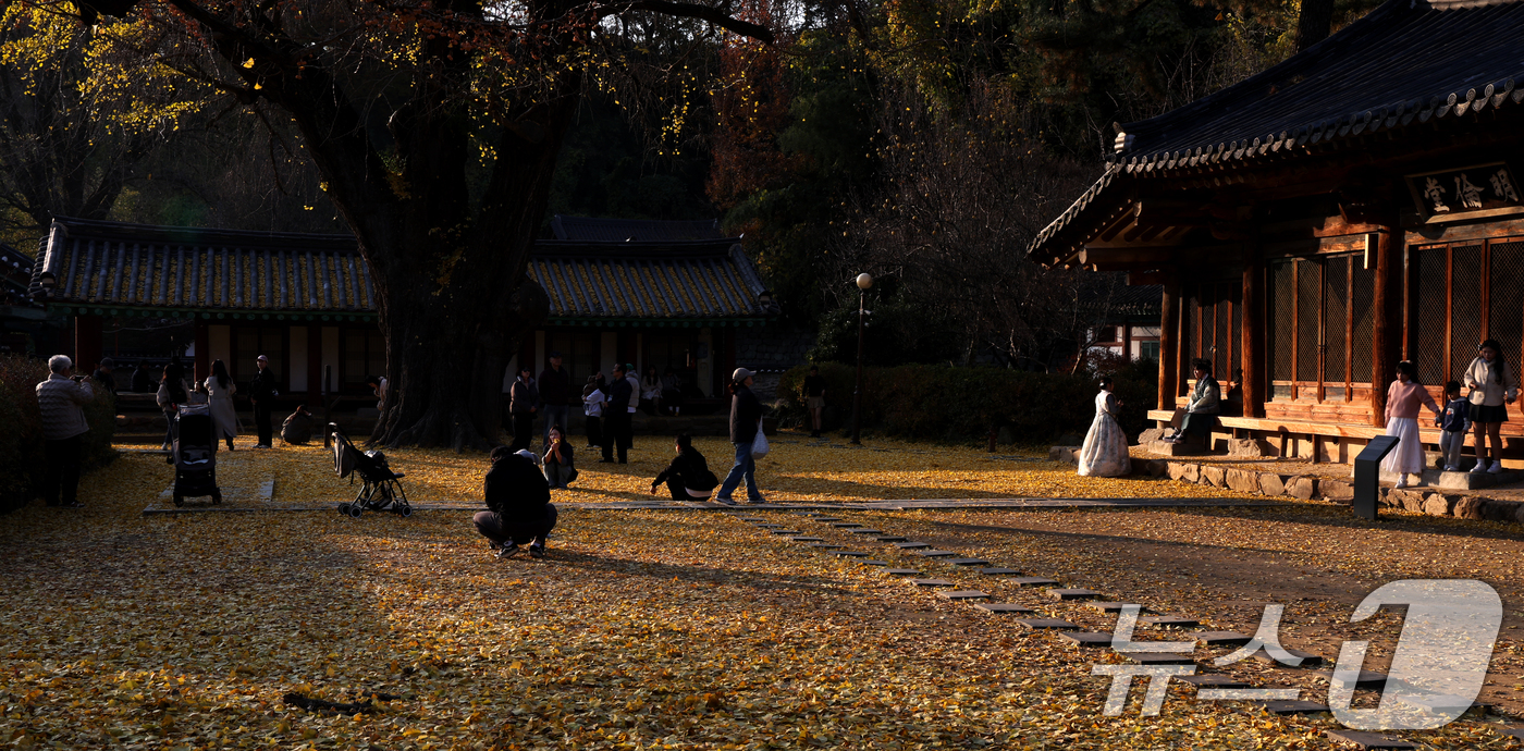 (전주=뉴스1) 유경석 기자 = 26일 전북 전주시 전주향교를 찾은 시민과 관광객들이 떨어진 은행나무 낙엽을 보며 늦가을 정취를 만끽하고 있다. 2025.11.26/뉴스1