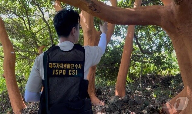 본문 이미지 - 지난 5~6월 제주 서귀포시 표선면 성읍리 등에서 후박나무 400여 그루의 껍질이 무단으로 절취됐다.(제주도자치경찰단 제공. 재판매 및 DB 금지) ⓒ News1 홍수영 기자