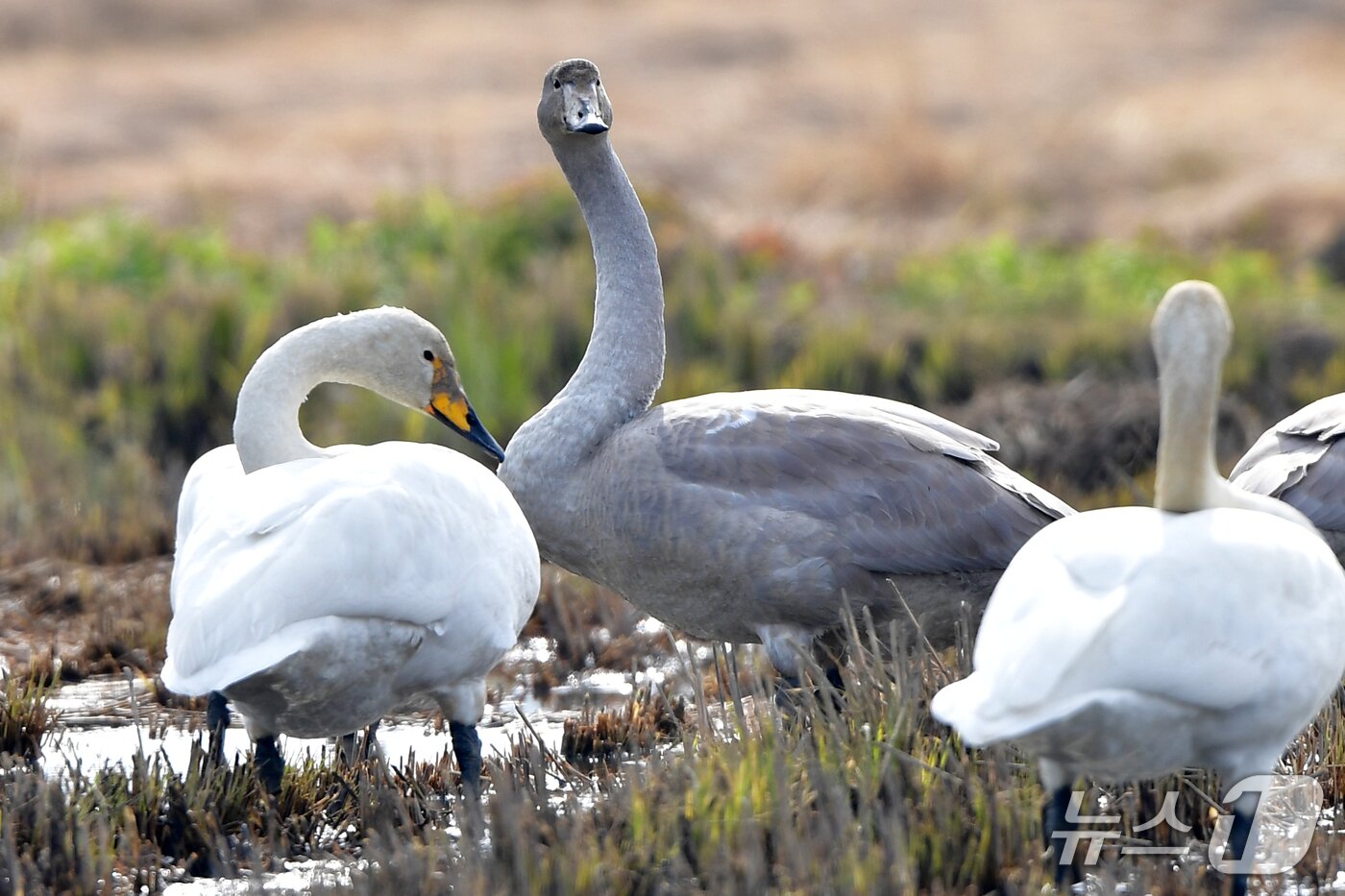 본문 이미지 - 경북 포항시 북구 흥해읍 들녘에서 먹이 활동 중인 큰고니  아성조와 유조.(뉴스1 자료, 재판매 및 DB금지) 2025..11.27/뉴스1 