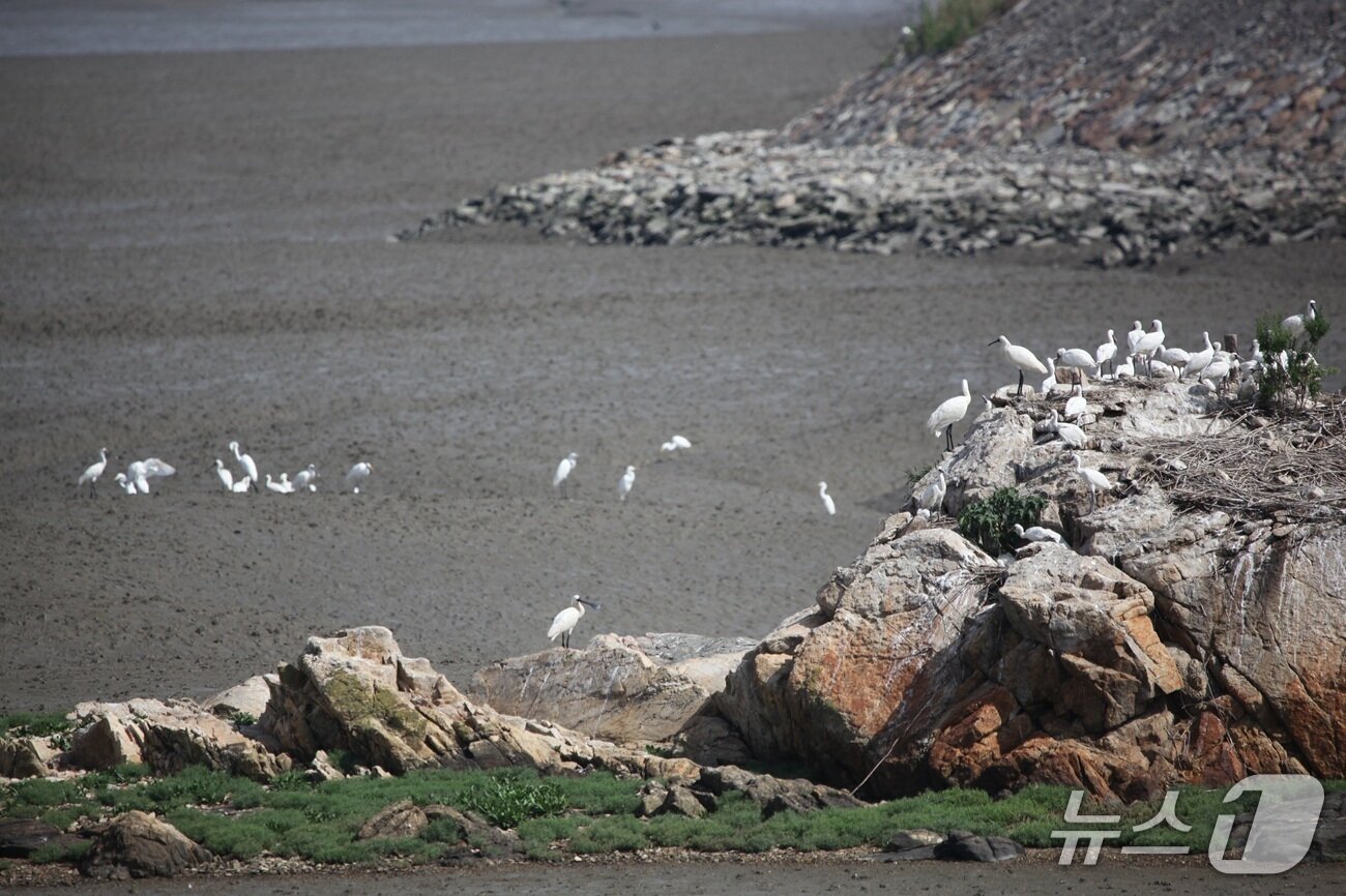 본문 이미지 - 수하암에 서식하는 멸종위기 야생생물 1급 저어새 떼 &#40;영종환경연합 제공.재판매 및 DB금지&#41;