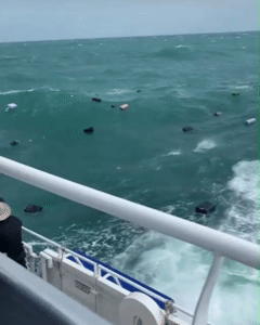 본문 이미지 - 부실한 고정 때문에 태국의 한 페리 갑판 위에서 떨어진 수하물들이 바다 위를 둥둥 떠다니는 모습. (앨리스 잠파렐리 틱톡 계정 갈무리)