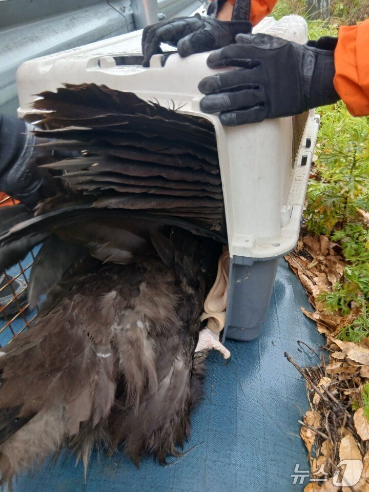 본문 이미지 - 27일 오전 11시 23분쯤 충북 영동군 영동읍 설계리 인근 도로에서 독수리 한 마리가 구조됐다.(영동소방서 제공. 재판매 및 DB금지) /뉴스1 