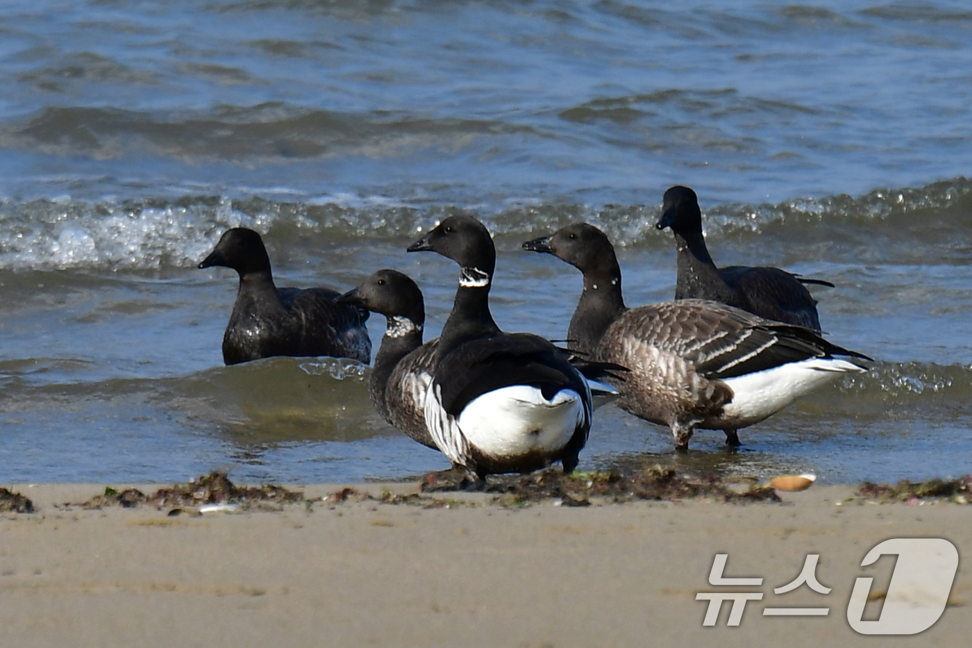 (포항=뉴스1) 최창호 기자 = 천연기념물 제325-2호인 흑기러기 무리가 27일 오후 경북 포항시 남구 임곡해안 백사장에서 먹잇감을 찾아 다니고 있다. 2025.11.27/뉴스1 …