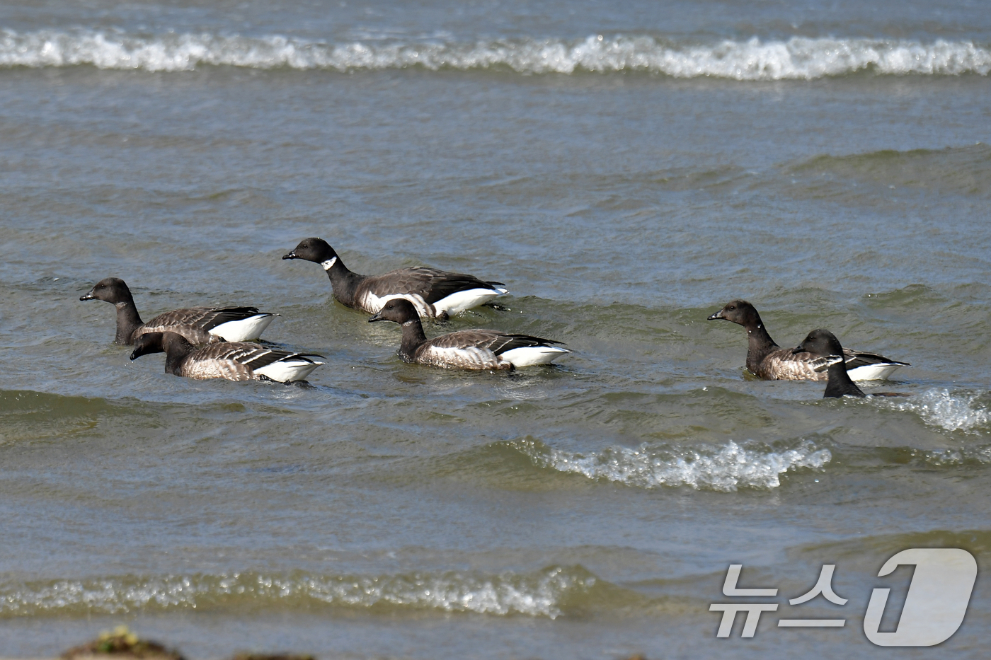 (포항=뉴스1) 최창호 기자 = 천연기념물 제325-2호인 흑기러기 무리가 27일 오후 경북 포항시 남구 임곡해안 백사장에서 먹잇감을 찾아 다니고 있다. 2025.11.27/뉴스1 …