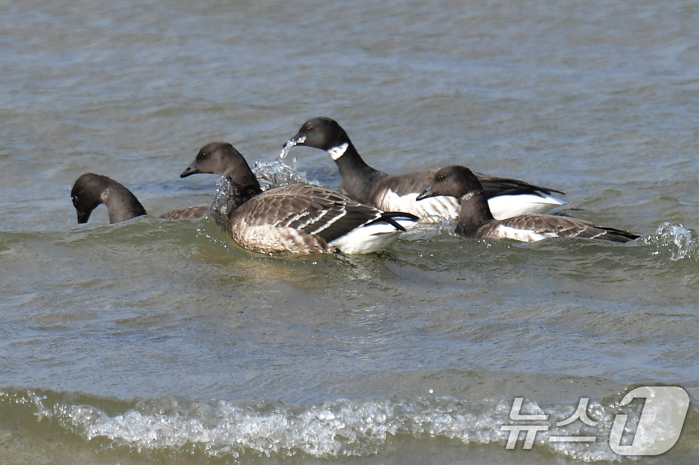 (포항=뉴스1) 최창호 기자 = 천연기념물 제325-2호인 흑기러기 무리가 27일 오후 경북 포항시 남구 임곡해안 백사장에서 먹잇감을 찾아 다니고 있다. 2025.11.27/뉴스1 …