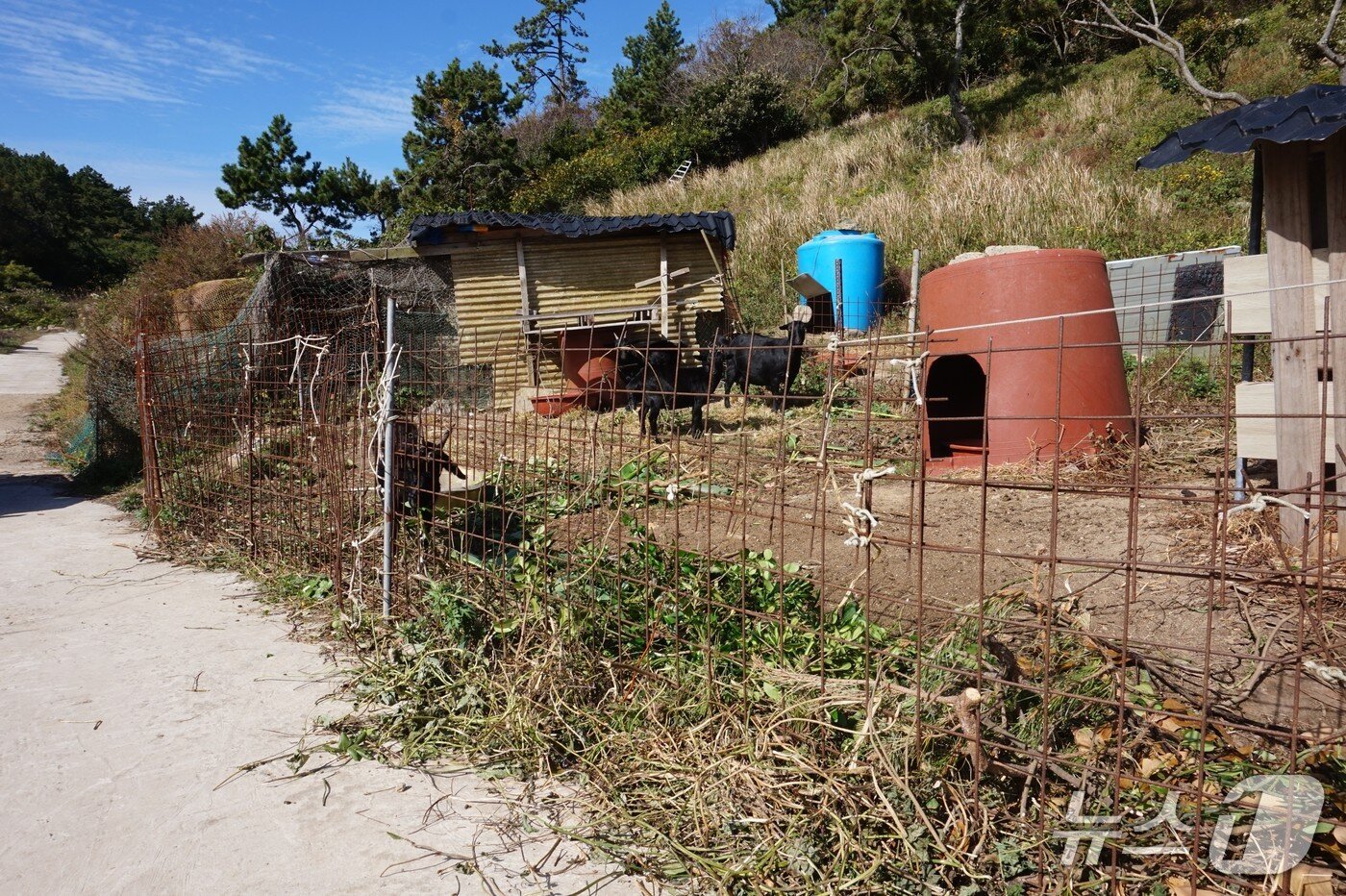 본문 이미지 - 멧돼지로부터  염소 등의 가축을 보호하기 위해 쳐놓은 철망울타리. 2025.11.28/뉴스1 ⓒ News1 조영석 기자