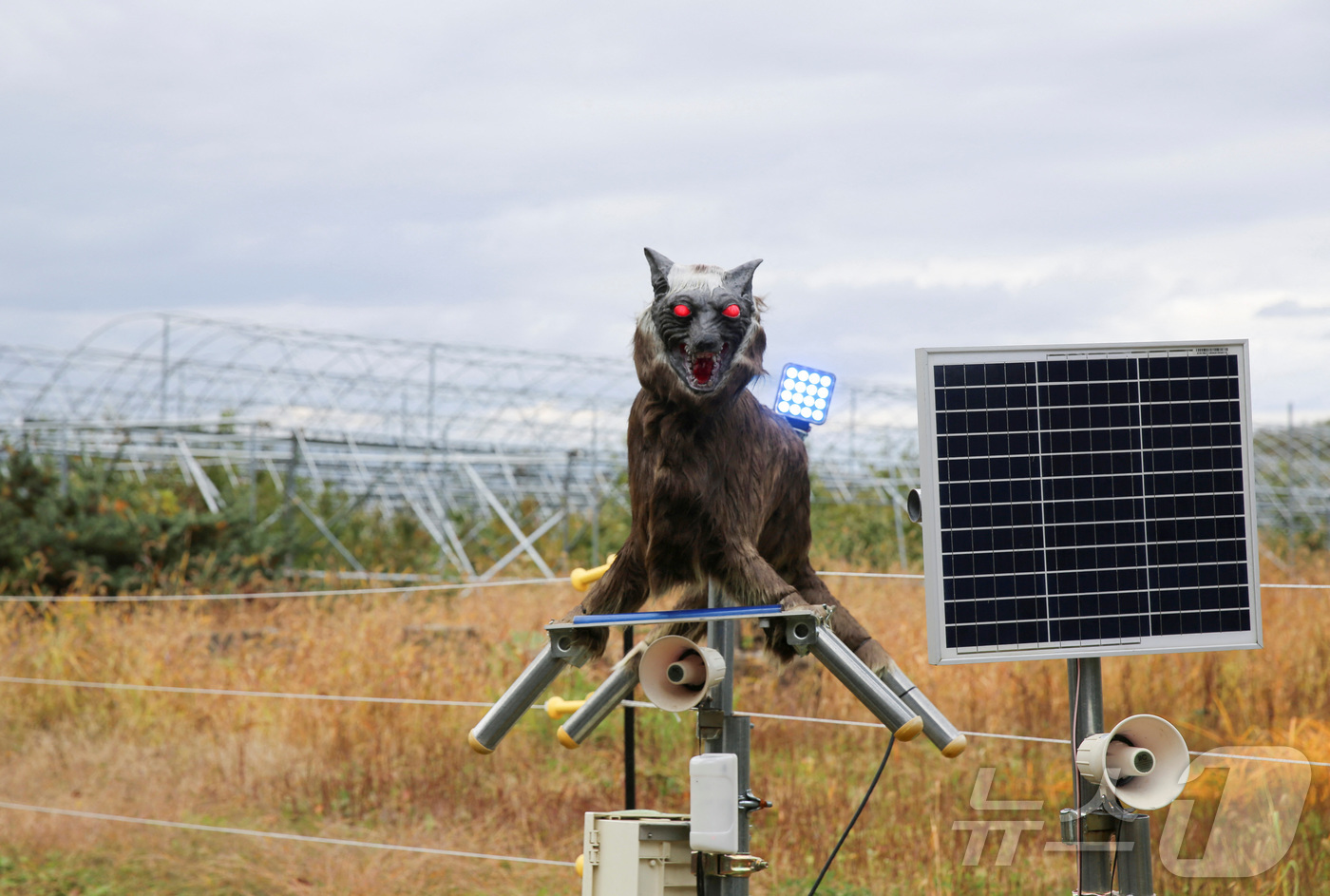 (다키카와 로이터=뉴스1) 이창규 기자 = 곰을 쫓아내기 위해 일본 홋카이도 다키카와시의 농가 주변에 설치된 몬스터 울프.. 2024.12.03/뉴스1ⓒ 로이터=뉴스1