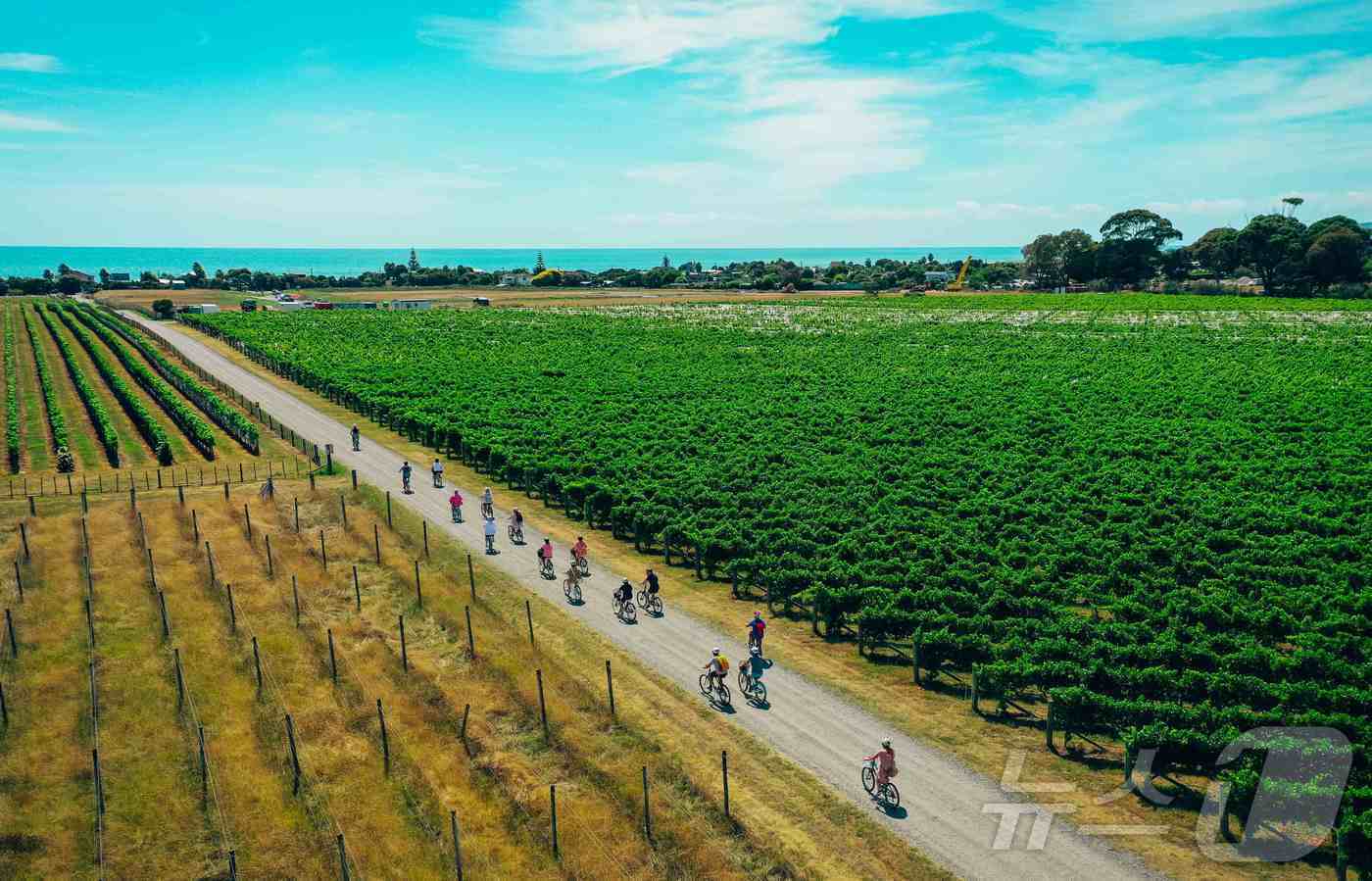 본문 이미지 - 자전거를 타고 즐기는 혹스베이 사이클 트레일&#40;Hawke&#39;s Bay 제공&#41; 