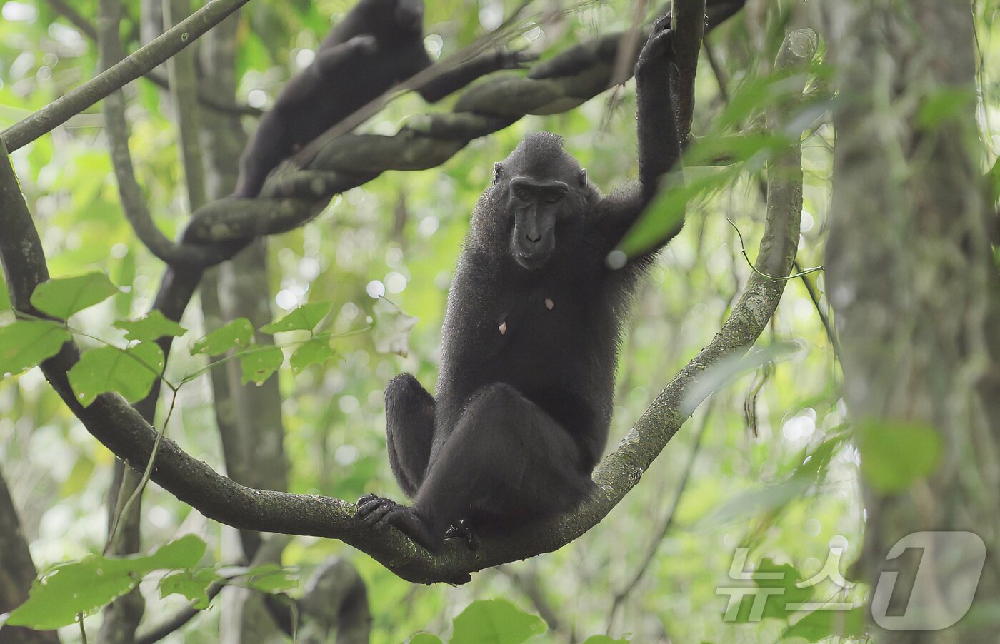본문 이미지 - 셀카 원숭이로 유명한 크레센트 블랙 마카크&#40;검은원숭이&#41;. ⓒ News1 안은나 기자