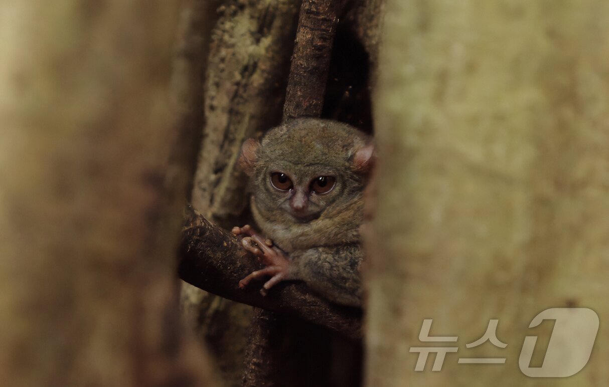 본문 이미지 - 세상에서 가장 작은 타르시우스 안경원숭이. ⓒ News1 안은나 기자