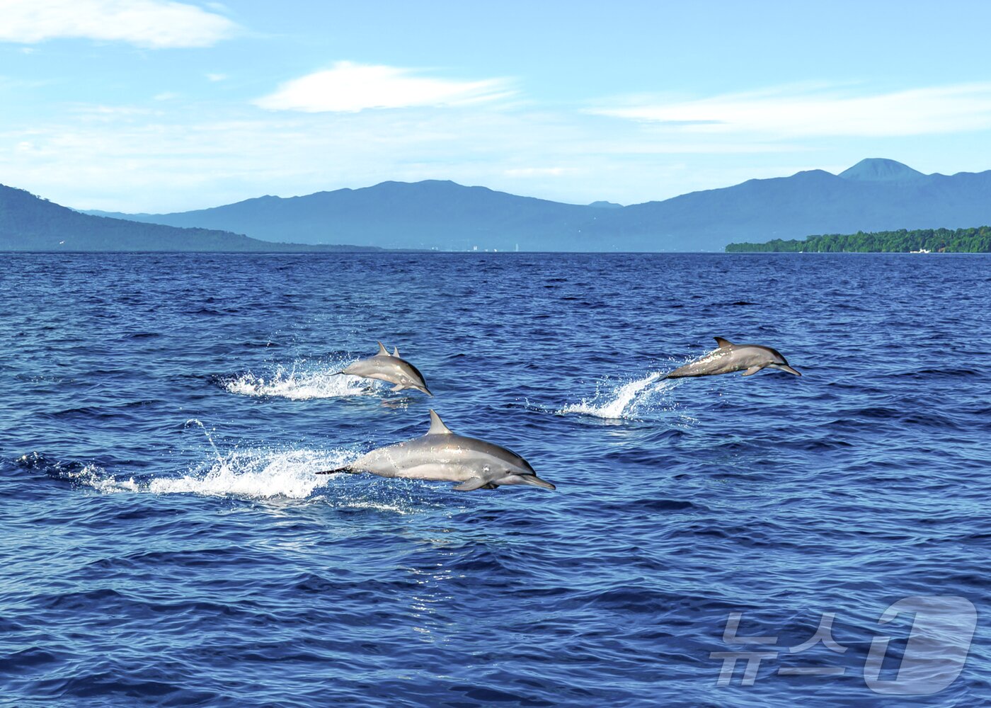 본문 이미지 - 마나도 부나켄 해양국립공원 투어 중 만날 수 있는 돌고래. ⓒ News1 안은나 기자