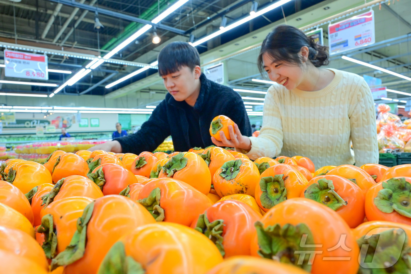 (서울=뉴스1) = 농협 하나로마트를 운영하는 농협유통 3일 단감데이를 하루 앞두고 엄청난 크기를 자랑하며 감 중의 왕이라 불리는 제철 과일인 '대봉시'를 올해 처음 판매한다고 밝 …