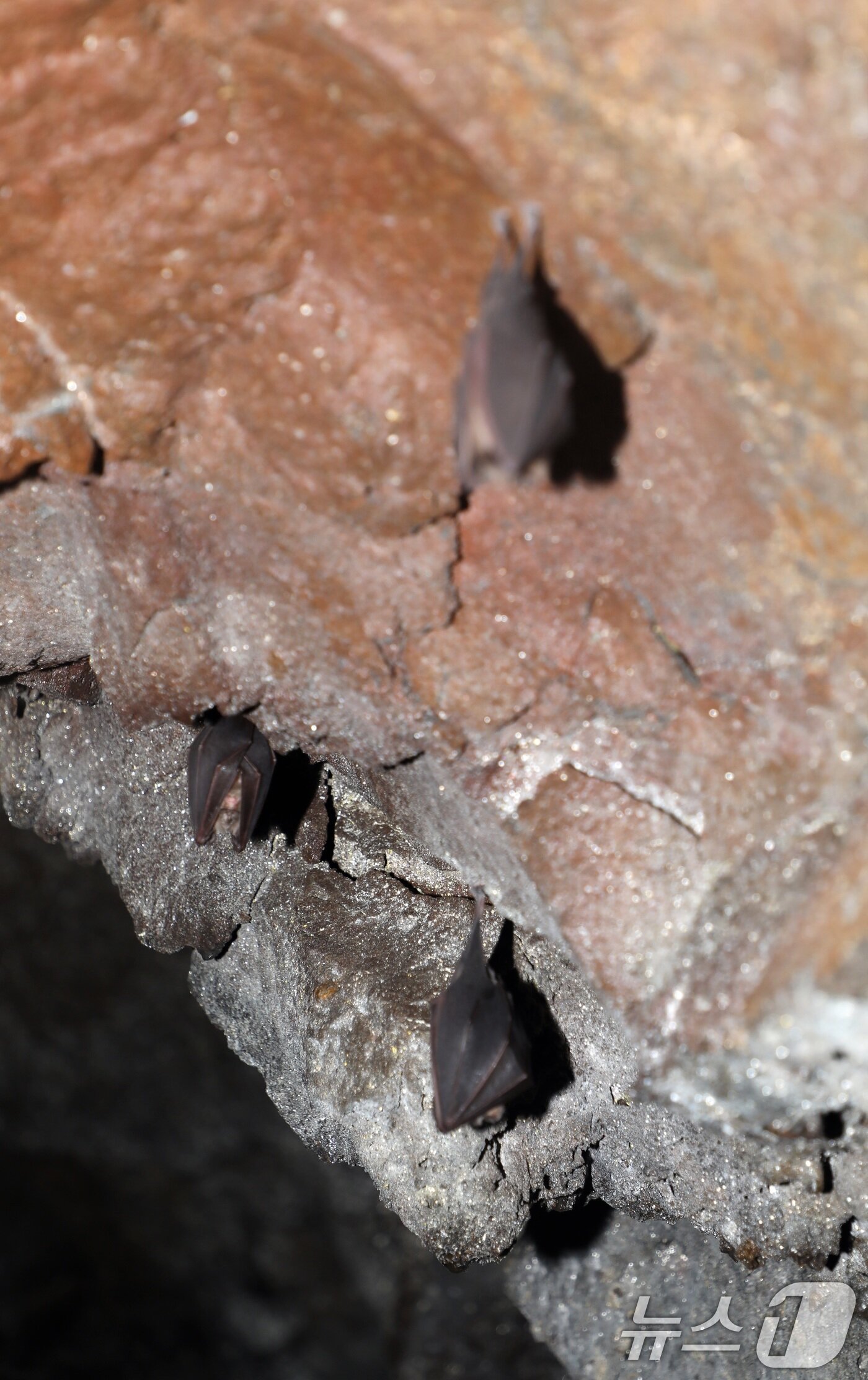 본문 이미지 - 3일 한라산 관음사 탐방로 인근 해발 700m에 위치한 용암동굴인 '구린굴' 천장에 박쥐가 매달려있다. 구린굴에서는 과거 희귀종인 황금박쥐가 발견된 적도 있다. 제주도는 민간 특별개방을 앞두고 이날 언론에 동굴을 사전 공개했다.2025.11.3/뉴스1 ⓒ News1 고동명 기자