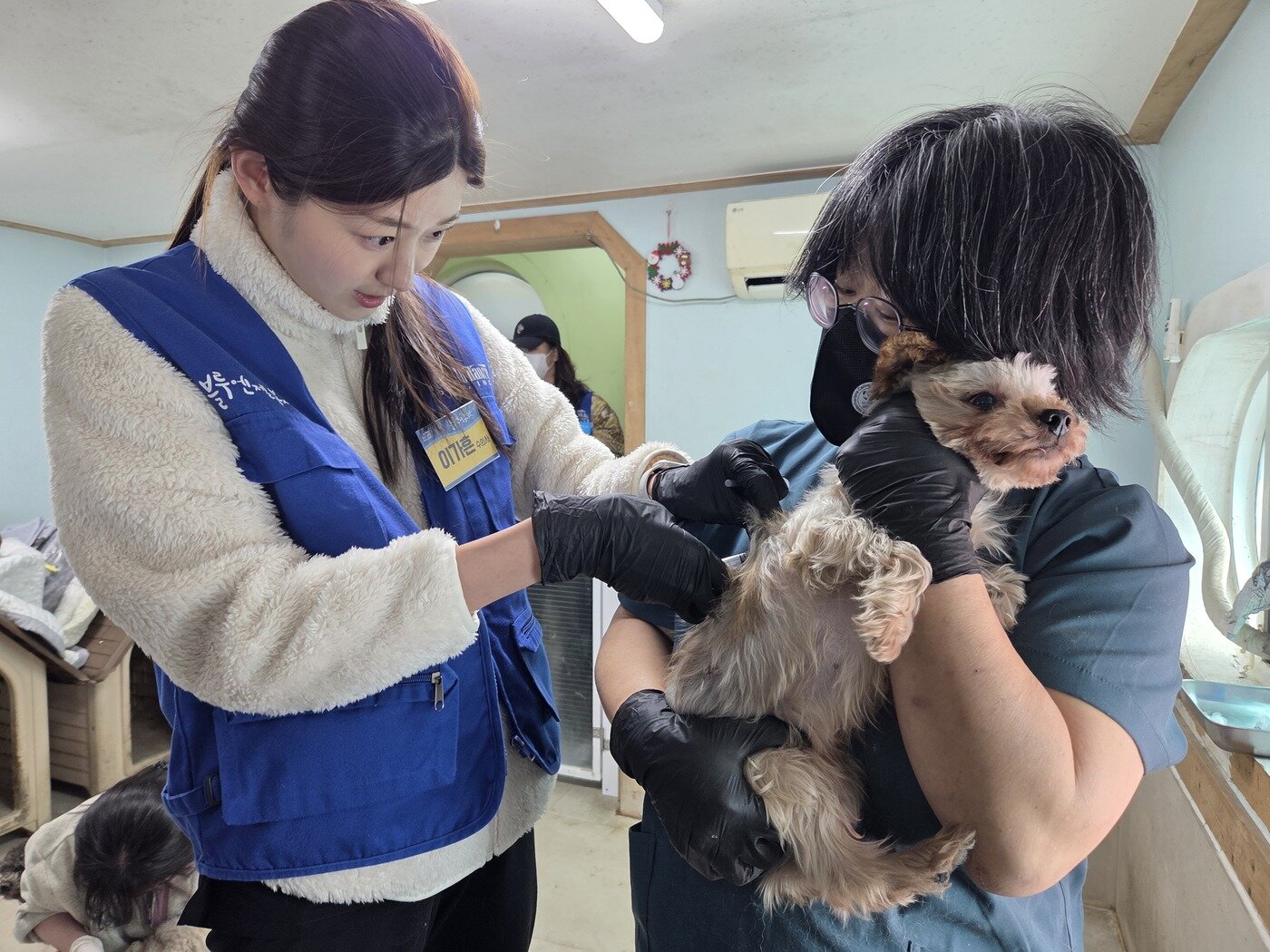 본문 이미지 - 이가흔 수의사(왼쪽)와 서정주 수의사가 보호견에게 예방접종을 하고 있다. ⓒ 뉴스1 한송아 기자