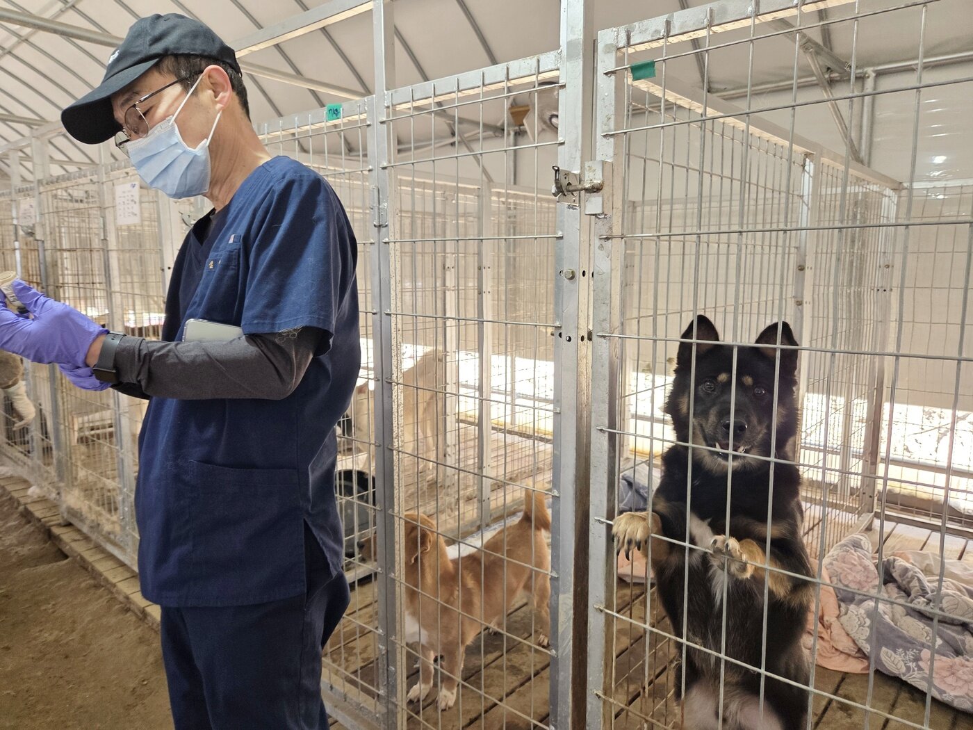 본문 이미지 - 심항섭 경기도수의사회 총무가 예방접종을 준비하는 가운데, 보호견이 카메라를 쳐다보고 있다. ⓒ 뉴스1 한송아 기자