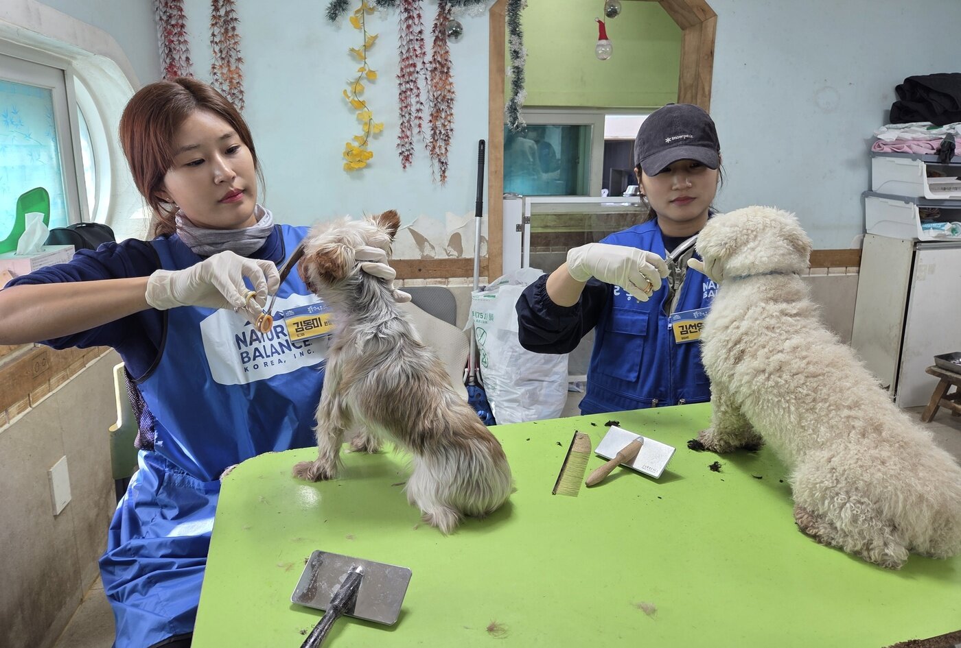 본문 이미지 -  김동미 도그미 원장(왼쪽)과  김선영 퍼피썬 원장이 보호견들을 위한 미용 봉사를 하고 있다.  ⓒ 뉴스1 한송아 기자